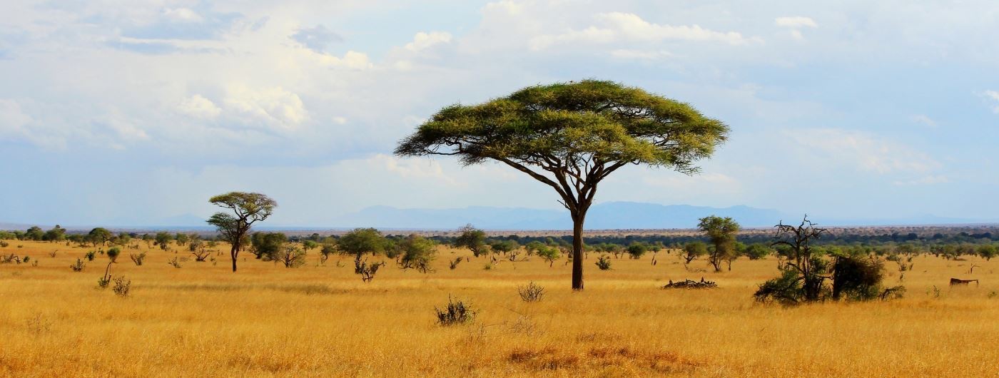 Tsavo east national park kenya safaris
