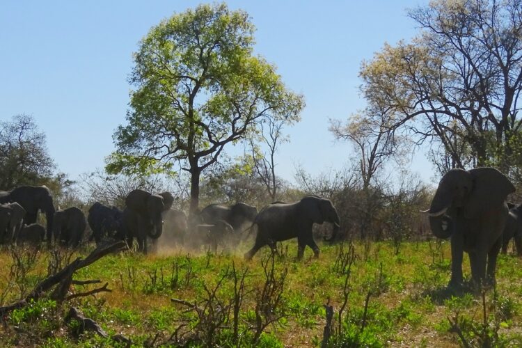 Buffalo Game Reserve AK 750x500