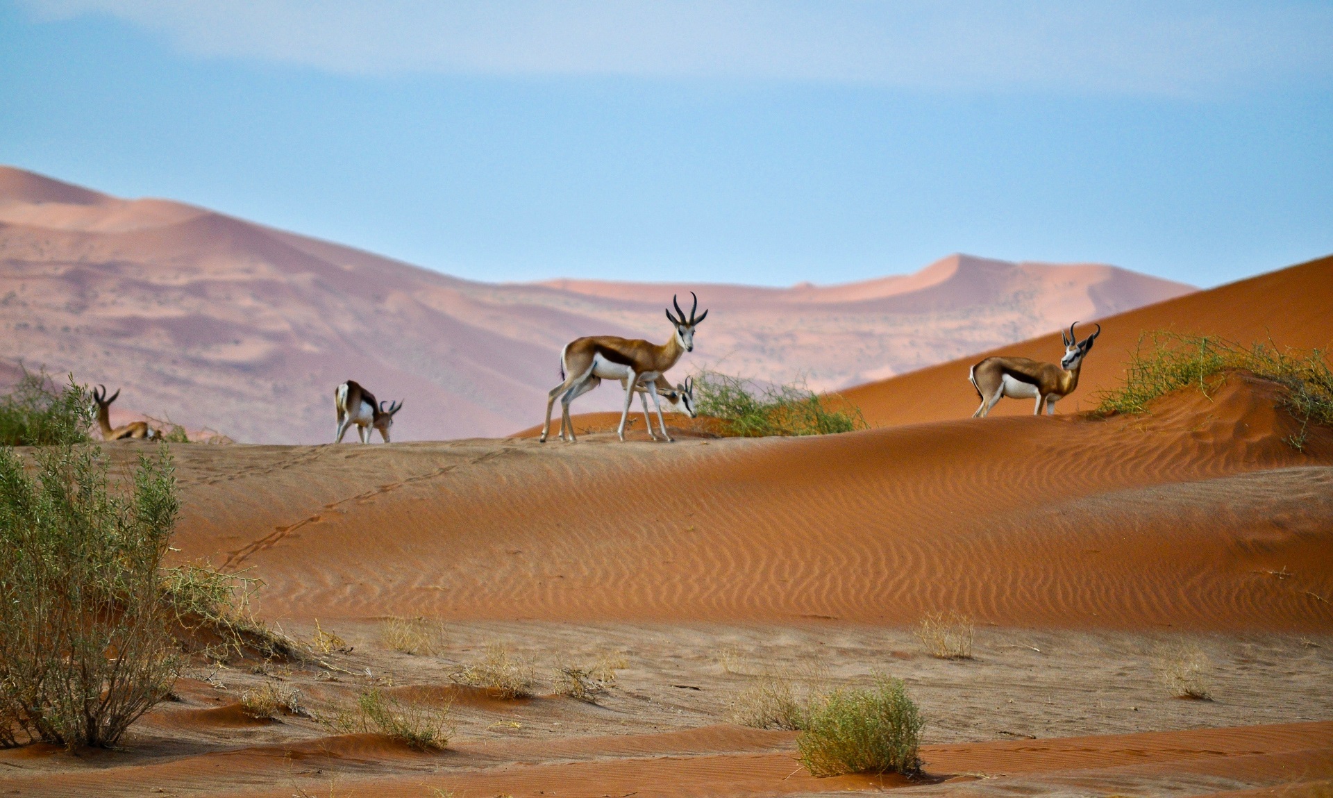 Kalahari 2 2